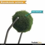 rasokoule zelena puntikatazebra